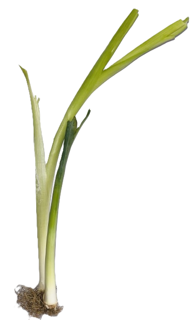 leek
